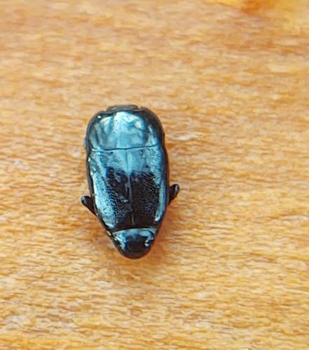 Platylomalus complanatus